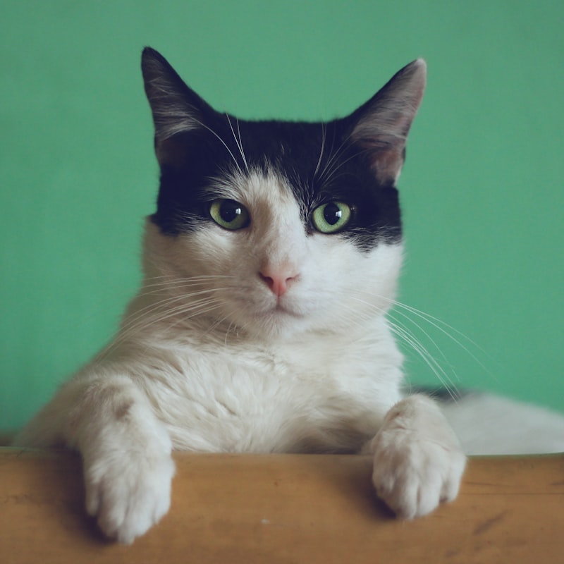 Cat Bed - Egg Shape Cozy